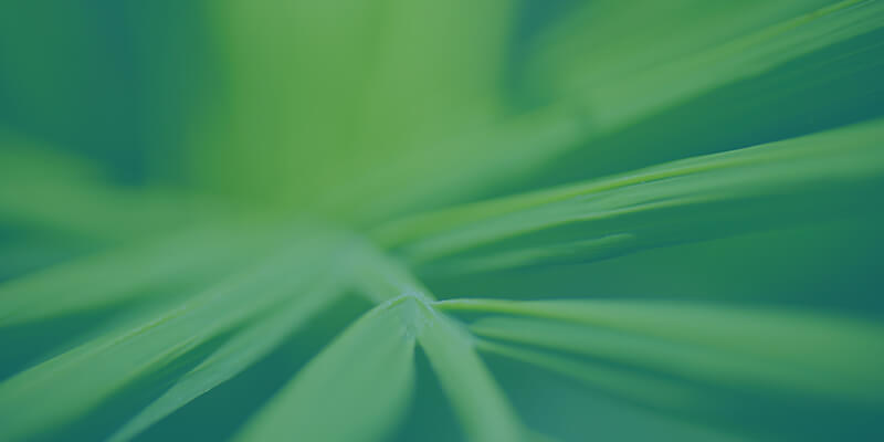 Buitenplanten