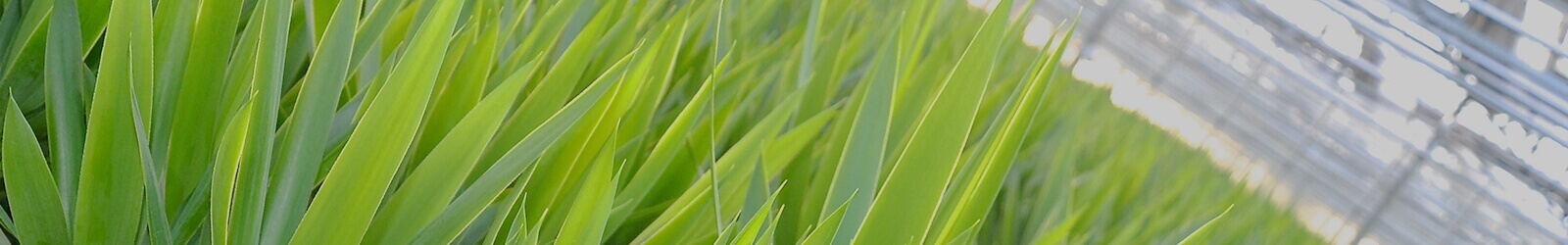 Deforche Export