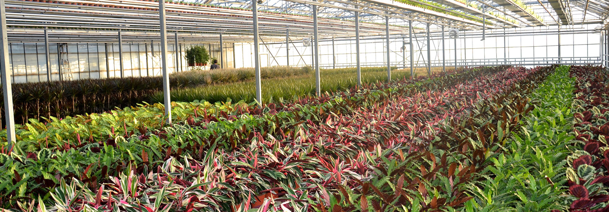 Binnenplanten